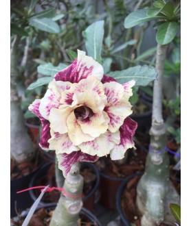 Rose du désert (Adenium)...