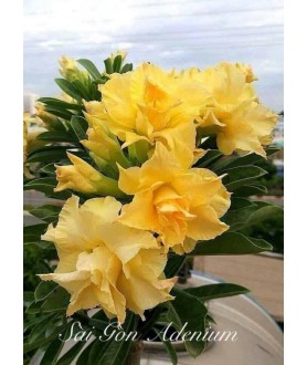 copy of Rose du désert...