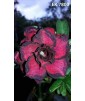 Rose du désert (Adenium) 7800