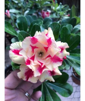 copy of Rose du désert...