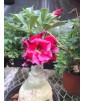 Rose du désert (Adenium) 6