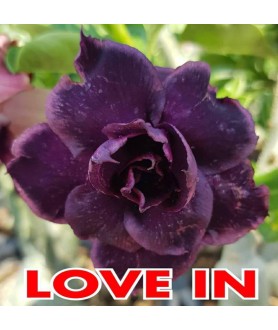 copy of Rose du désert...