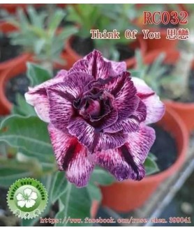 Rose du désert (Adenium) RC032