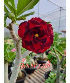 copy of Rose du désert...