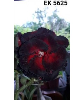 Rose du désert (Adenium) 5625