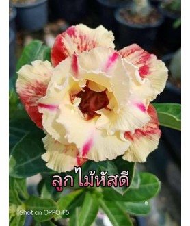 Rose du désert (Adenium)...