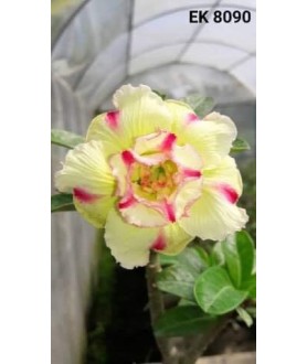 copy of Rose du désert...