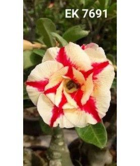 copy of Rose du désert...