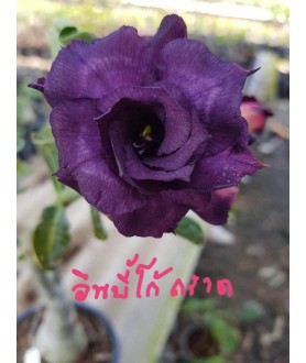 copy of Rose du désert...