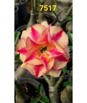 copy of Rose du désert...