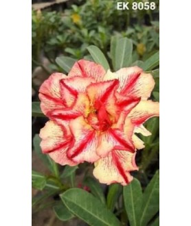 copy of Rose du désert...