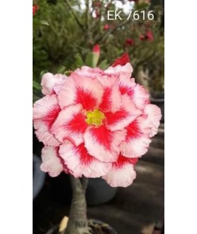 copy of Rose du désert...