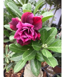 copy of Rose du désert...