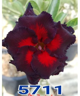 copy of Rose du désert...