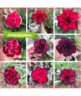 copy of 100 graines mix...