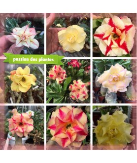 copy of 100 graines mix...