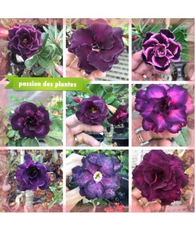 copy of 100 graines mix...