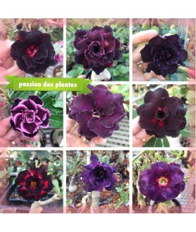 copy of 100 graines mix...