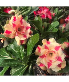 copy of 50 graines mix Adenium