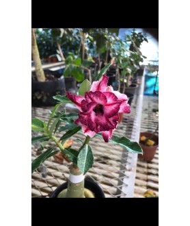 copy of 50 graines mix Adenium