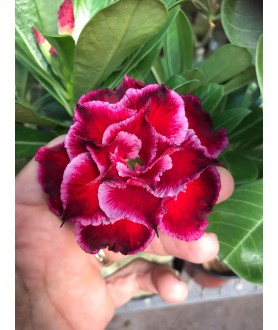 copy of 50 graines mix Adenium