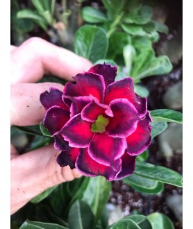 copy of Rose du désert...