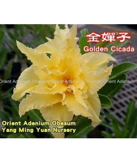 copy of 50 graines mix Adenium