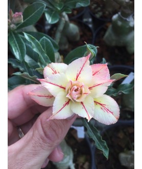 copy of 50 graines mix Adenium