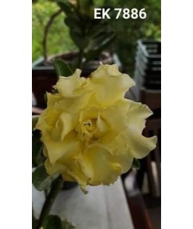 copy of 50 graines mix Adenium