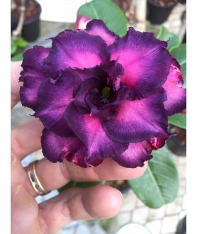 copy of 50 graines mix Adenium