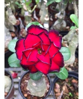 copy of 50 graines mix Adenium