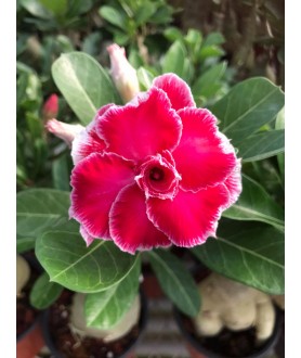 copy of 50 graines mix Adenium