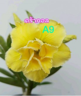 Rose du désert (Adenium)  A9