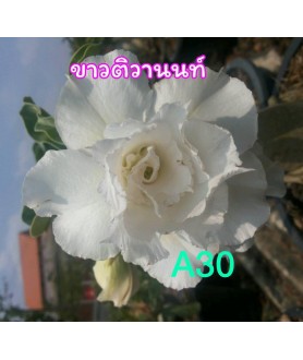 copy of Rose du désert...