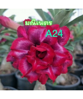 copy of Rose du désert...