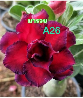 copy of Rose du désert...