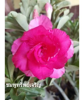 copy of Rose du désert...