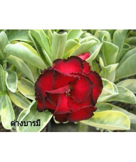 copy of Rose du désert...