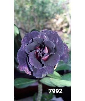 Rose du désert (Adenium)  7992