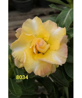 copy of Rose du désert...