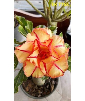 copy of Rose du désert...