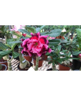 copy of Rose du désert...