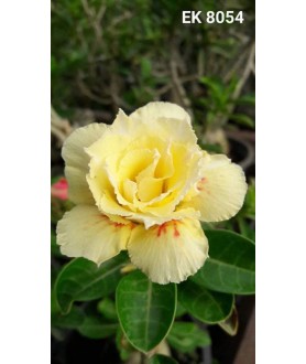 copy of Rose du désert...